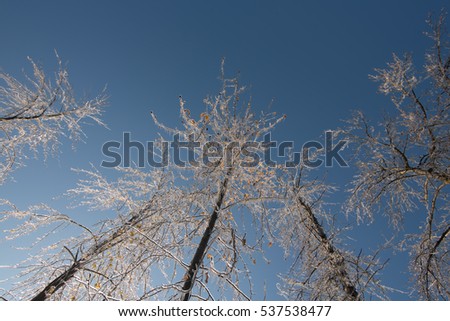 Ice storm up angel ice covered tree isolated on a blue background In Oregon 