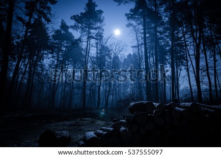 Dark night forest