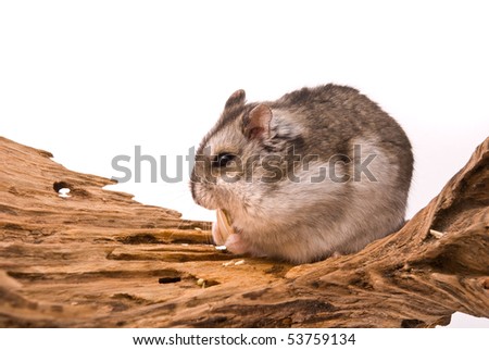 The small hamster eat a seed.