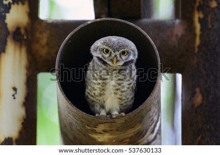 Bird, Owl, Spotted owlet (Athene brama) in metal pipe, Bird of Thailand