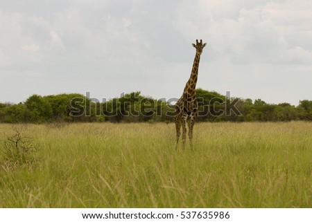 giraffe in the bush at sunset against the sky   in the National Park Park, Namibia, South Africa