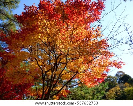 Late autumn of Japan