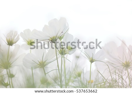 Soft focus and blurred white cosmos flowers on pastel color style for background. Beautiful white cosmos flower in the garden.