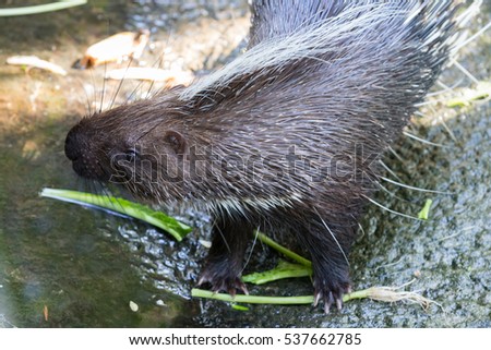 porcupine eating beans