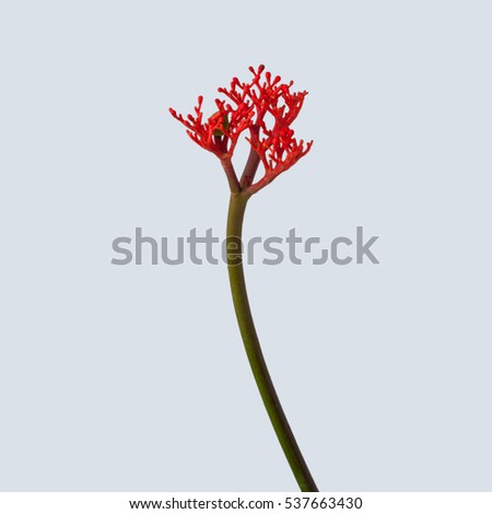 Isolated Jatropha flower on solid color background