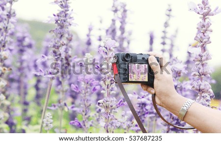 Man photographer taking picture of lavender flowers background