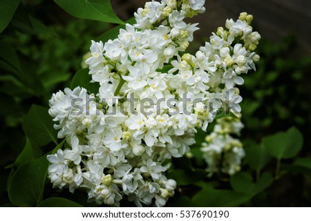 White Lilac Royalty-Free Stock Photo #537690190