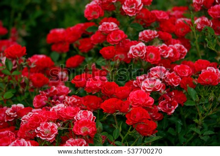 Roses Royalty-Free Stock Photo #537700270