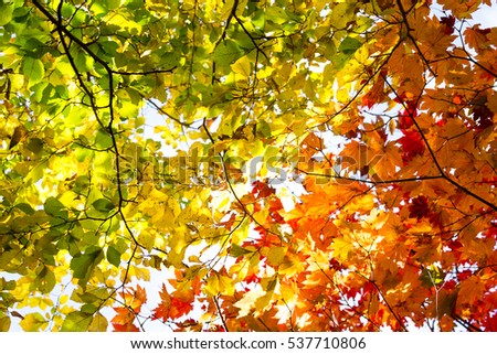 Fall trees and leaves Royalty-Free Stock Photo #537710806
