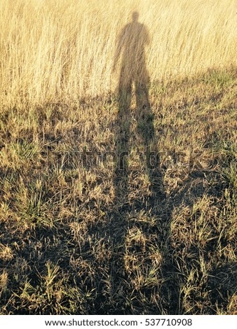 Long shadow of a man in the field of yellow grass