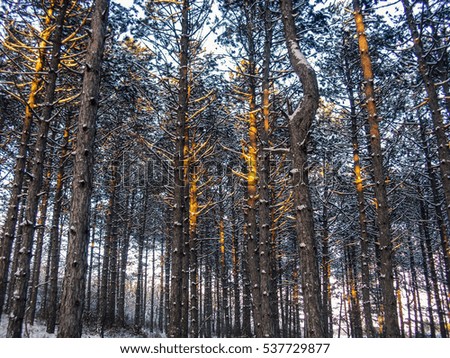 Sunlight on pines. Winter forest.