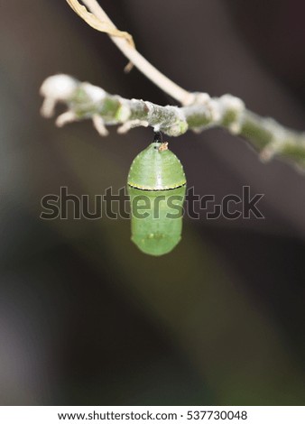 Pupae of the monarch butterfly hanging from a twig