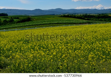 A field of yellow mustard plantation with green hills and mountain range in the background taken during summer on a popular scenic route in countryside of Biei in Hokkaido, Japan