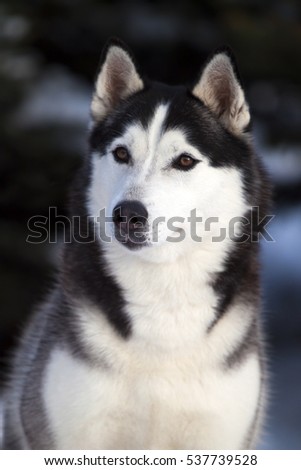 portrait of siberian husky in winter