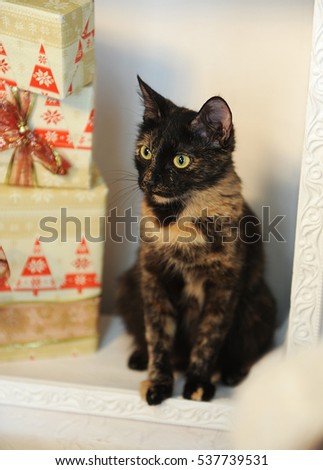 Variegated tortoiseshell cat in a New Year's interior in the fireplace among Christmas gifts