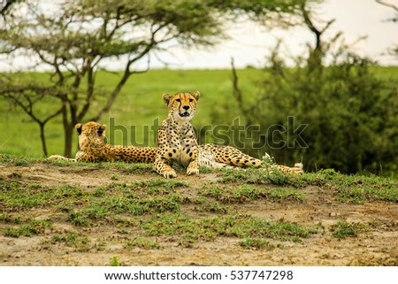 Young male cheetahs in Tarangire National Park, Tanzania Africa. Royalty-Free Stock Photo #537747298