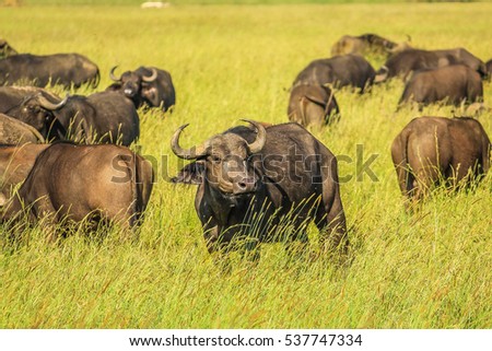 Herd of African or Cape buffalo pictured in grassland of the Serengeti National Park, Tanzania, Africa. The buffalo is part of the Bid five.