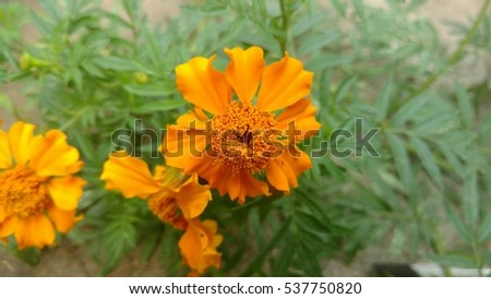 Tagetes flower commonly known as marigold flower.These are available in multiple colours with different varieties.Flowers are used for decorations,in holy days.It is easy to make marigold garlands.