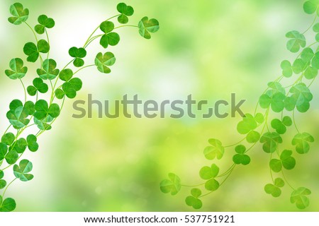 Green clover leaves on a background summer landscape
