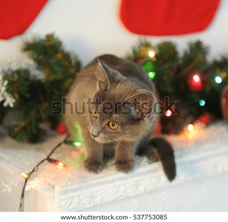 Grey plush cat in a New Year's interior on the fireplace with fir branches in Christmas lights. Red socks on the wall