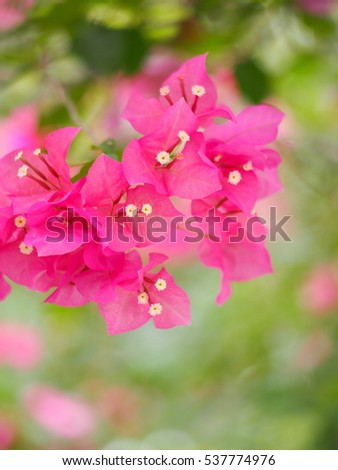 selective focus shallow depth of field, blur background of colorful paper flower, bougainvillea in pink, shiny flowers with green leaves and natural bokeh under morning sunlight