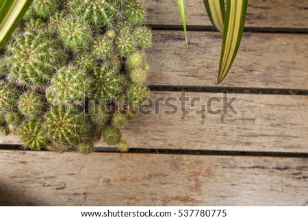 Cactus on the wood background with top view , flat lay