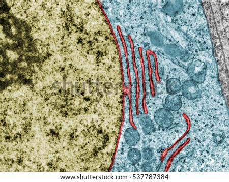 False colour transmission electron microscope micrograph showing a continuity between the nuclear envelope and a cistern of the rough endoplasmic reticulum (red). Nucleus (gold). Cytoplasm (blue). Royalty-Free Stock Photo #537787384