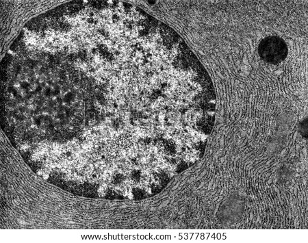 TEM showing the nucleus of a protein-synthesizing cell. The nuclear envelope, chromatin  and nucleolus can be seen. The cytoplasm is full of RER. Royalty-Free Stock Photo #537787405