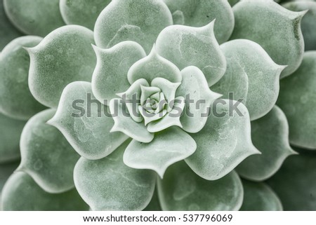 castus flora with sacred geometry 