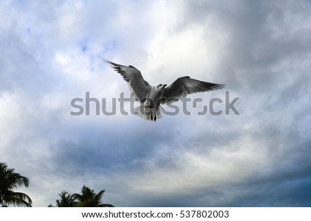 Seagull Flight in Stormy Sky