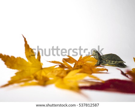 turtle with leaf