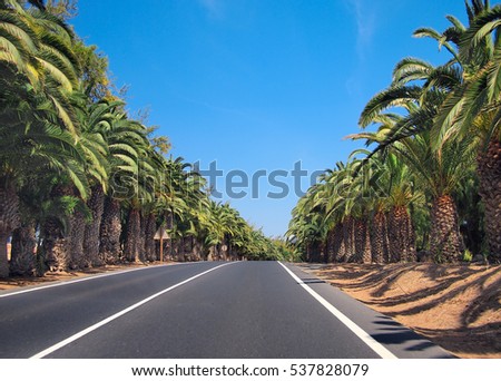 Straight asphalt road through of the palm trees alley rows on the sides. Against of deep blue sky background. Fuerteventura, Canary Islands, Spain Royalty-Free Stock Photo #537828079