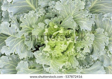 Big purple cabbage for vegetables harvesting background