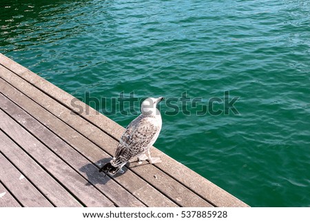 large sea gull on a wooden pier