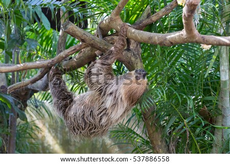 sloth on green background