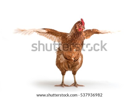 Isolated image of a brown chicken with open wings Royalty-Free Stock Photo #537936982