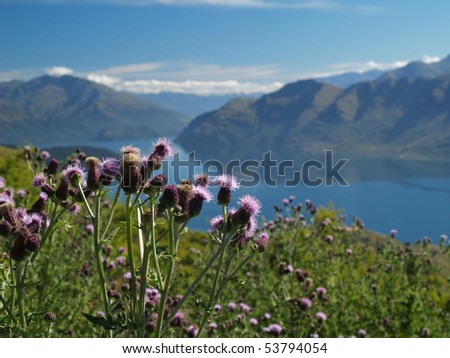 flowers in front of wanaka lake