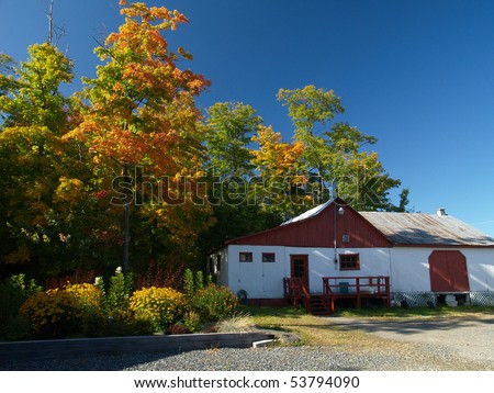 beautiful maple tree enlighted by warm autum light