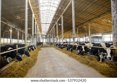 Modern farm cowshed with milking cows eating hay Royalty-Free Stock Photo #537952420