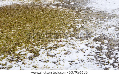 Nature winter background with yellow leaves and snow on the ground