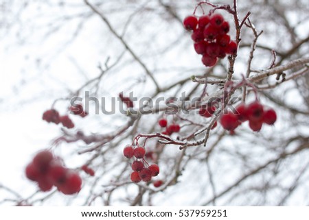 Berries covered in ice after winter storm