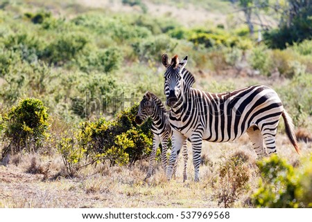 Baby Zebra standing close to his mom in the field.