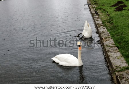 White swans in the lake in front of castle