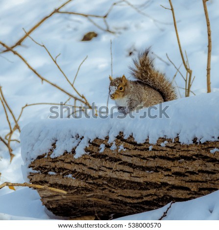 Gray squirrel on the snow