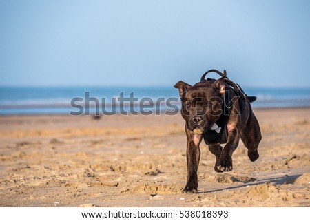 English Staffordshire Bull Terrier puppy dog is playing outside at the beach. The dog is running and jumping and enjoying herself.