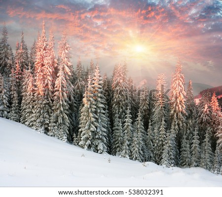Ukraine, Carpathians strong snowstorm covered the mountains of sugar crust, like frosting. The gentle radiance glow of sunrise in a landscape decorated with a picture of harsh wilderness