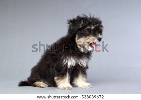 Small fluffy Shitsu dog portrait shot in studio on a white background