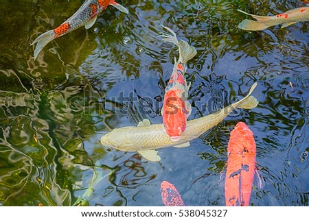 Koi Carps in various colors and sizes in a fish pond.