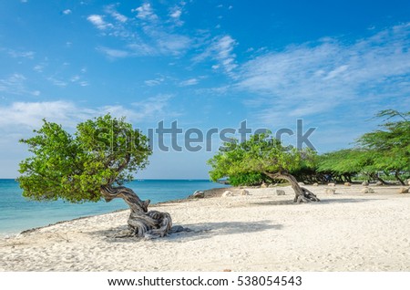 The famous Divi Divi tree which is Aruba's natural compass, always pointing in a southwesterly direction due to the trade winds that blow across the island Royalty-Free Stock Photo #538054543