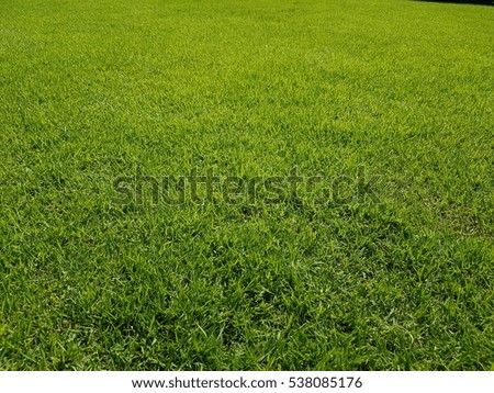 Texture of fresh green grass used for background